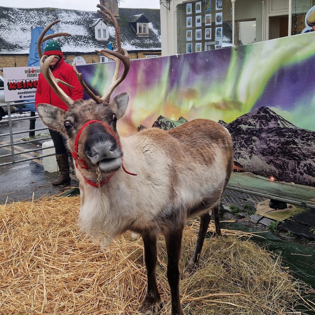 A Reindeer pulling a funny face